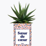 Soeur de coeur - Plante Haworthia varié