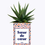 Soeur de coeur - Plante