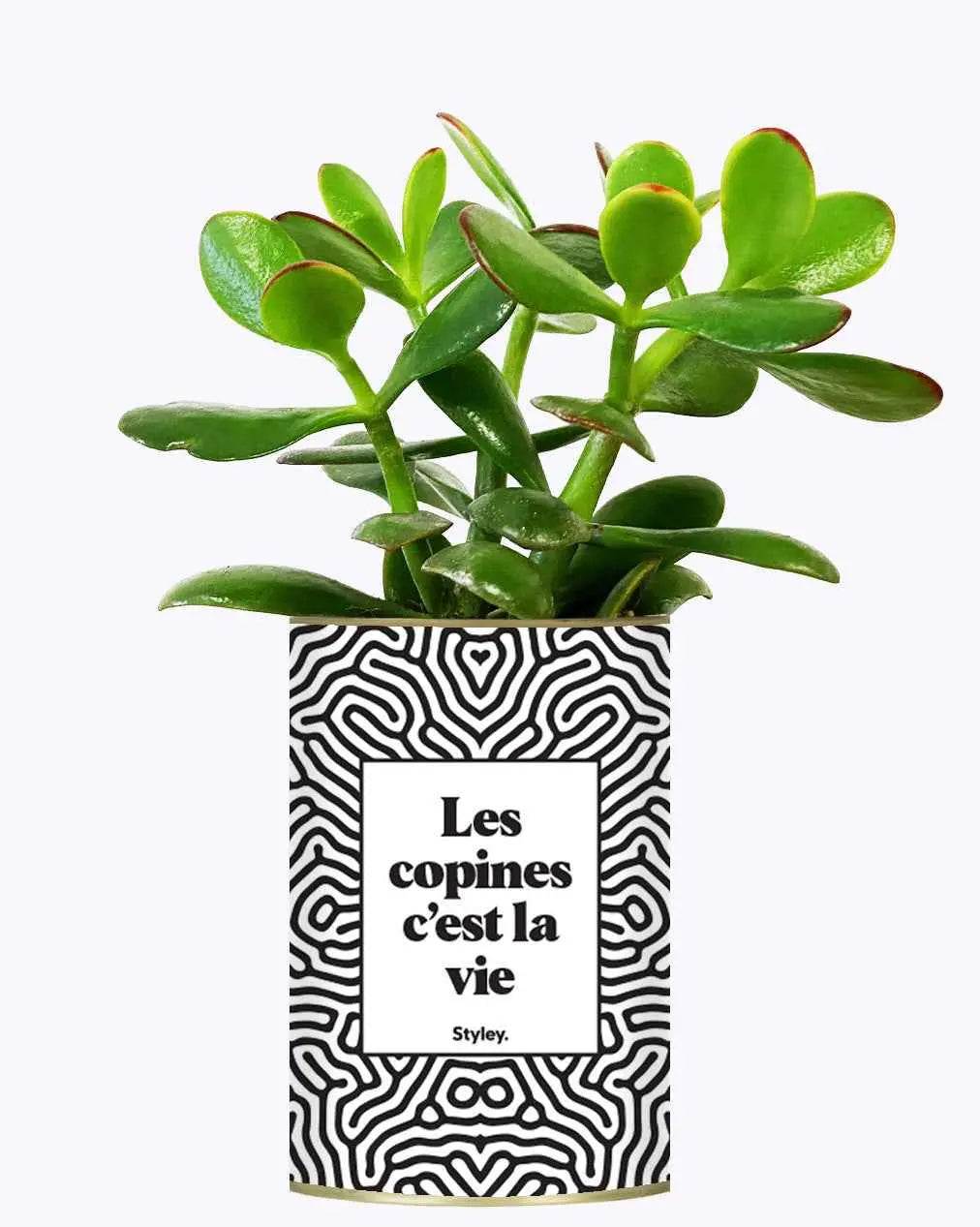 Les copines c'est la vie - Plante Crassula varié