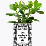 Les copines c'est la vie - Plante Crassula varié