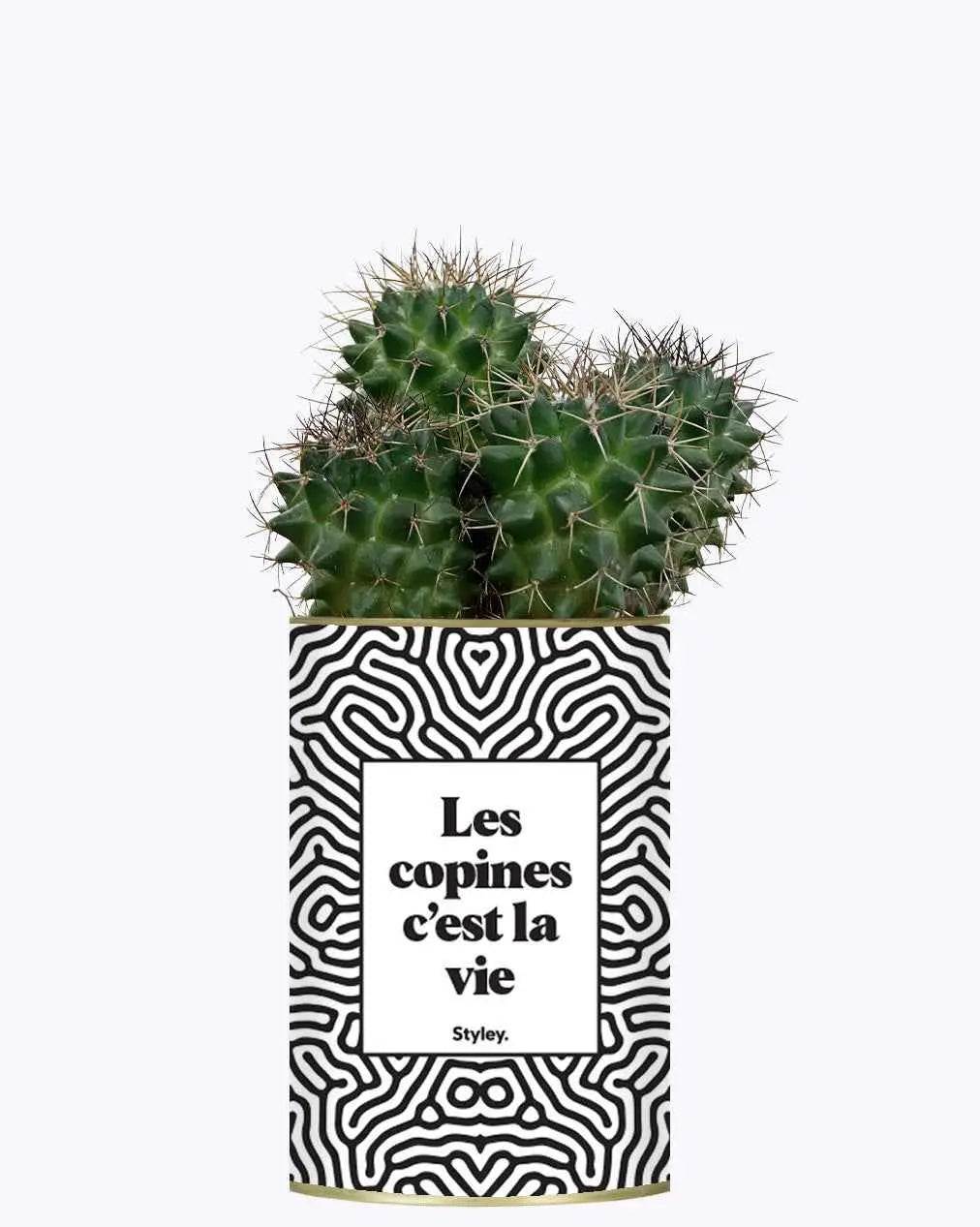 Les copines c'est la vie - Plante Cactus varié