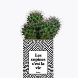 Les copines c'est la vie - Plante Cactus varié