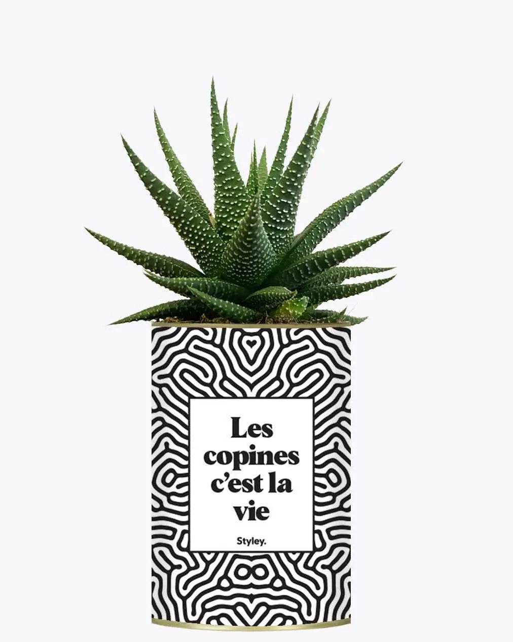 Les copines c'est la vie - Plante Haworthia varié