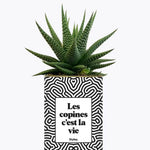 Les copines c'est la vie - Plante Haworthia varié