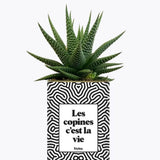 Les copines c'est la vie - Plante Haworthia varié