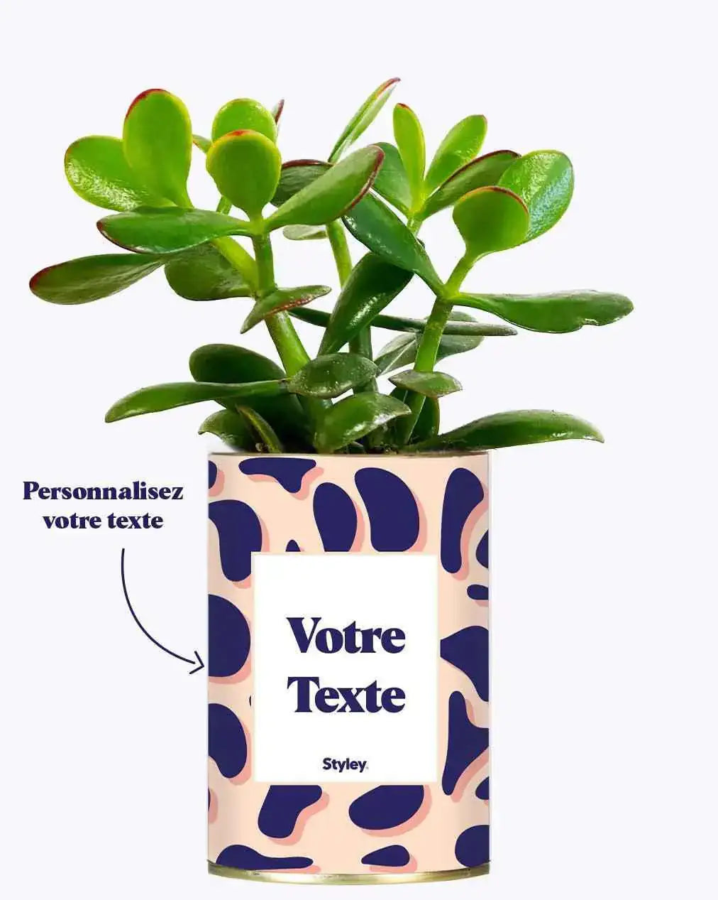 Cactus Léon - Plante Personnalisable Haworthia varié