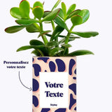 Cactus Léon - Plante Personnalisable Haworthia varié