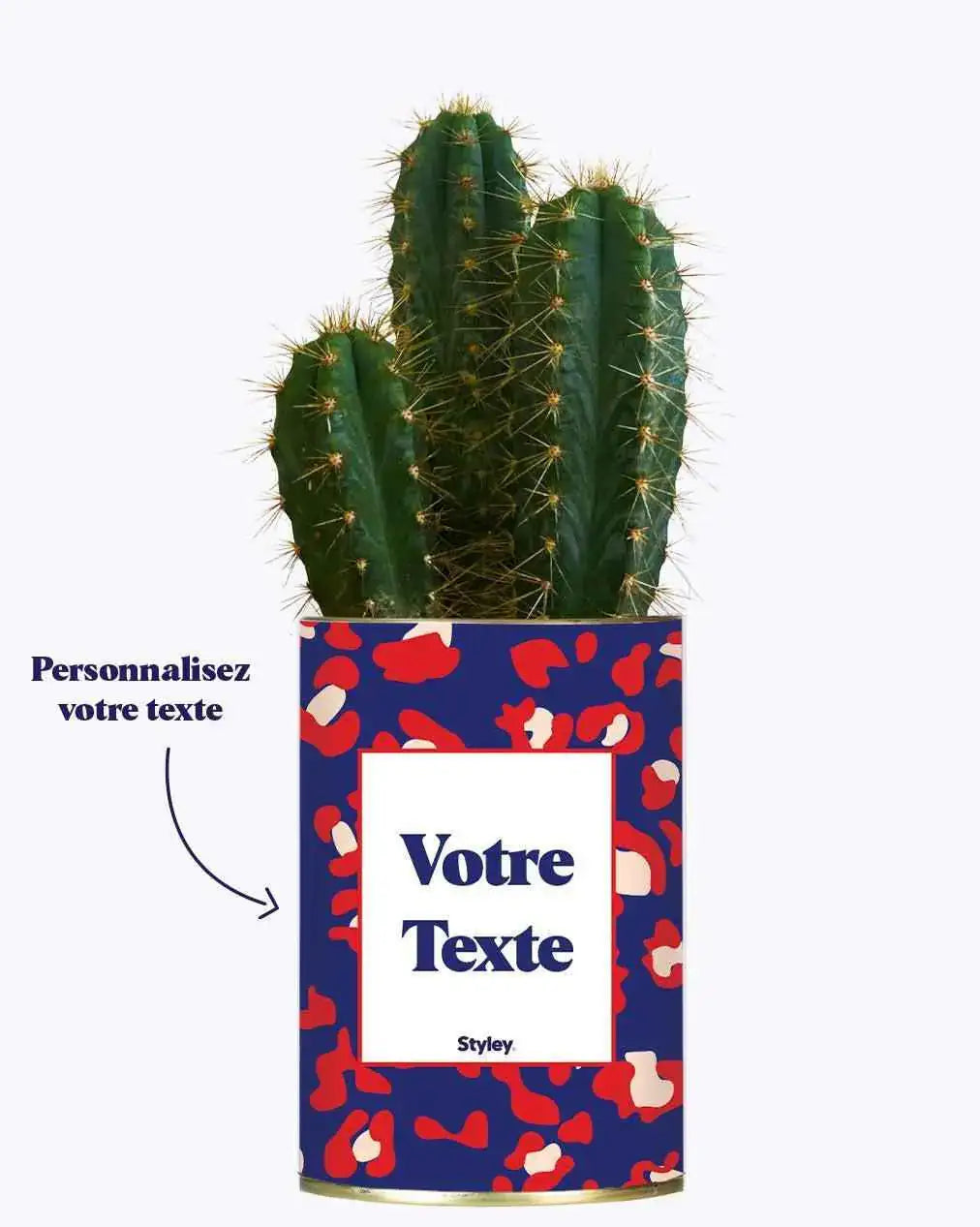Cactus Lison - Plante Personnalisable Haworthia varié
