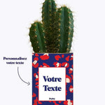 Cactus Lison - Plante Personnalisable Haworthia varié