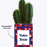 Cactus Lison - Plante Personnalisable Haworthia varié
