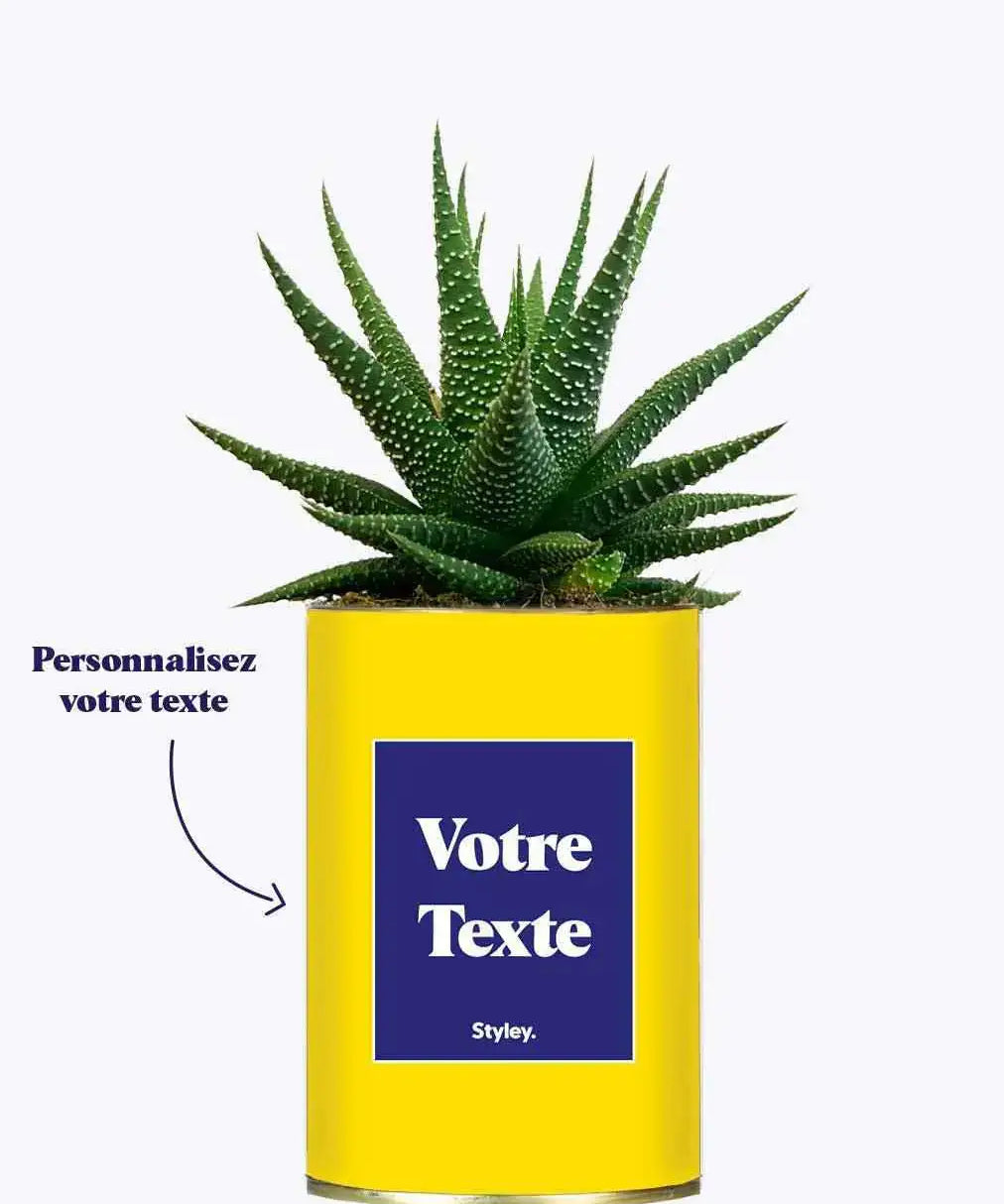 Cactus Thérèse - Plante Personnalisable Haworthia varié