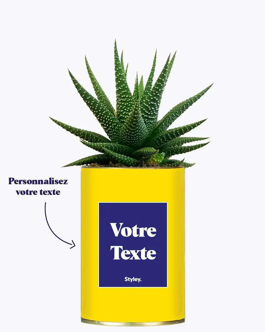 Cactus Thérèse - Plante Personnalisable Haworthia varié