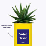 Cactus Thérèse - Plante Personnalisable Haworthia varié