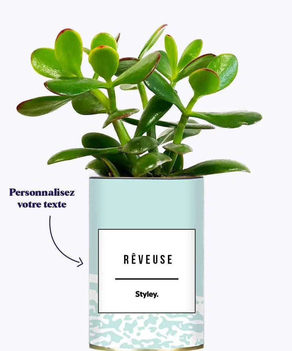Adjectif personnalisable bleu - Plante Crassula varié
