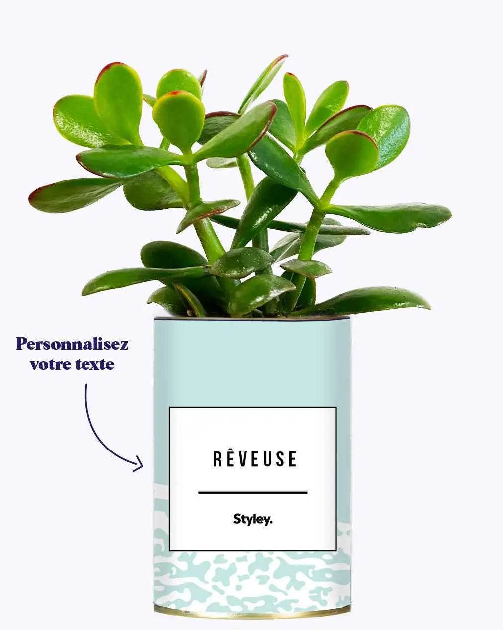 Adjectif personnalisable bleu - Plante Crassula varié