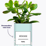 Adjectif personnalisable bleu - Plante Crassula varié