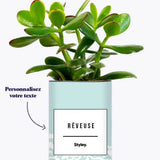 Adjectif personnalisable bleu - Plante Crassula varié