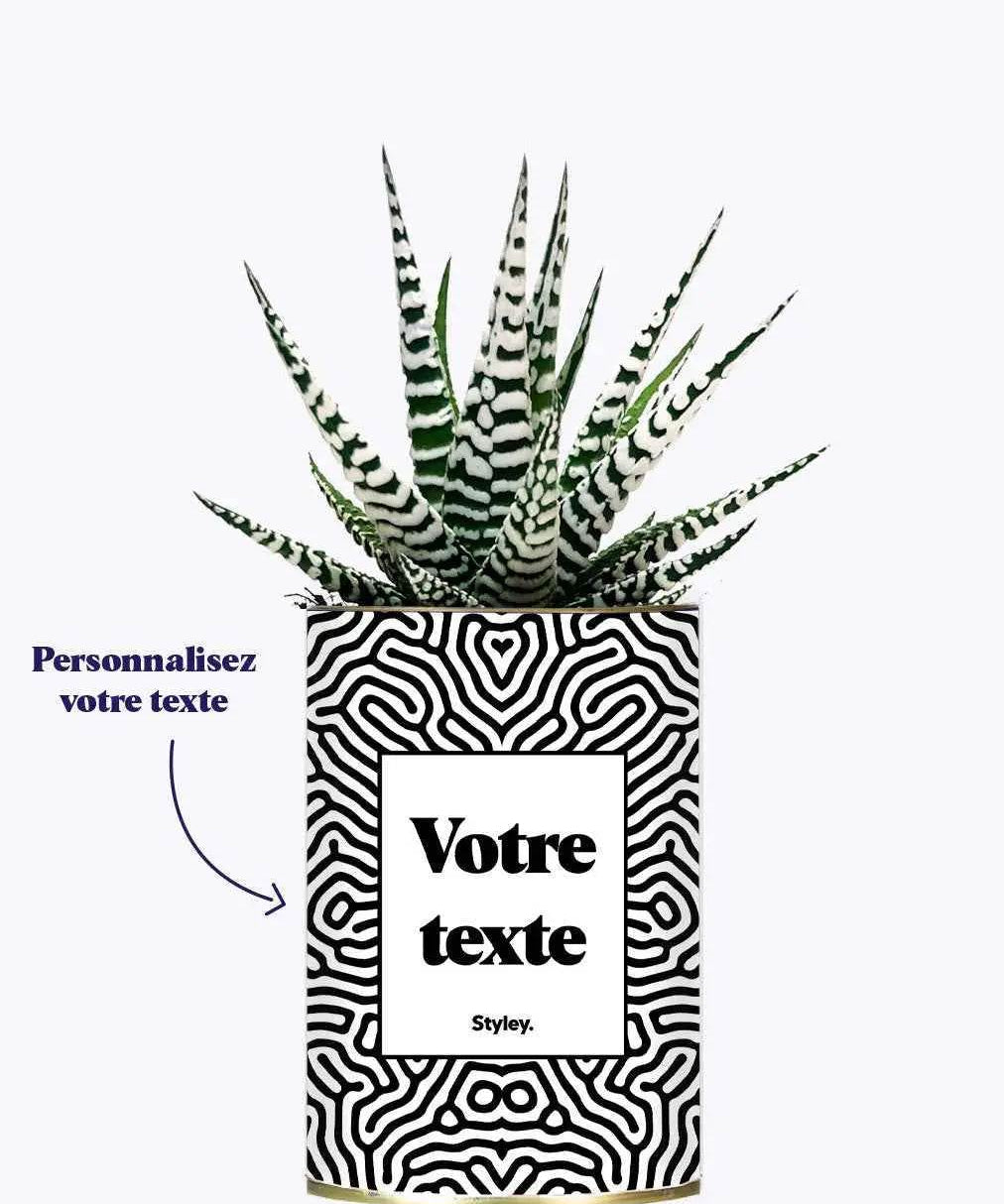Cactus Nuance - Plante Personnalisable Haworthia varié