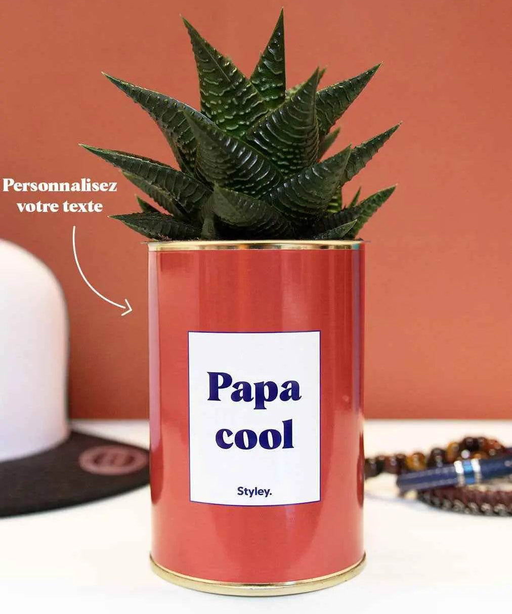 Cactus Terraco Papa Cool - Plante Personnalisable Haworthia varié