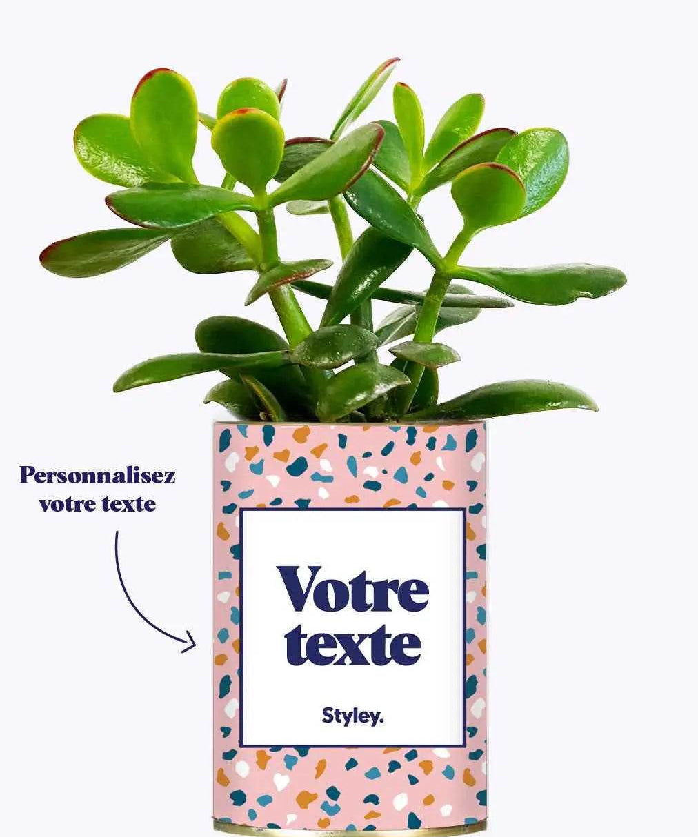 Cactus Bichette - Plante Personnalisable Haworthia varié