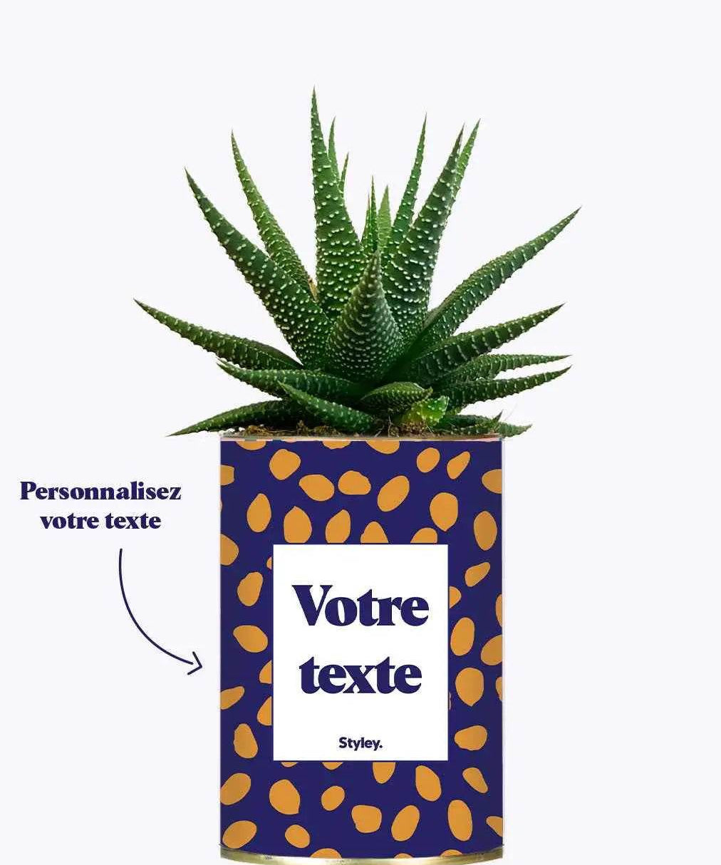 Cactus GANG - Plante Personnalisable Haworthia varié