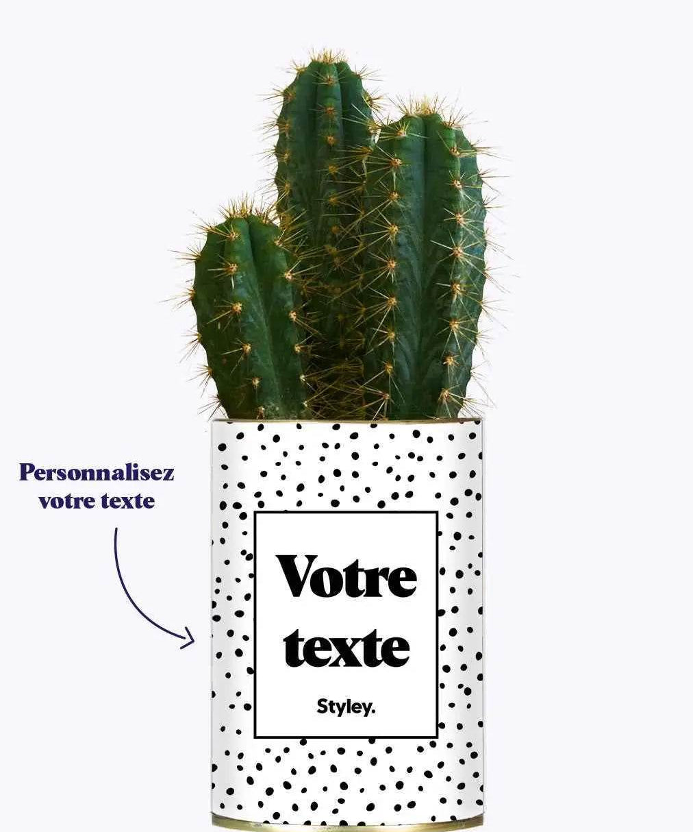 Cactus dots - Plante Personnalisable Cactus varié