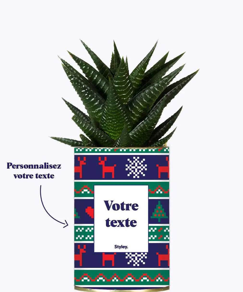 Plante de Noël Personnalisable - Plante Haworthia varié