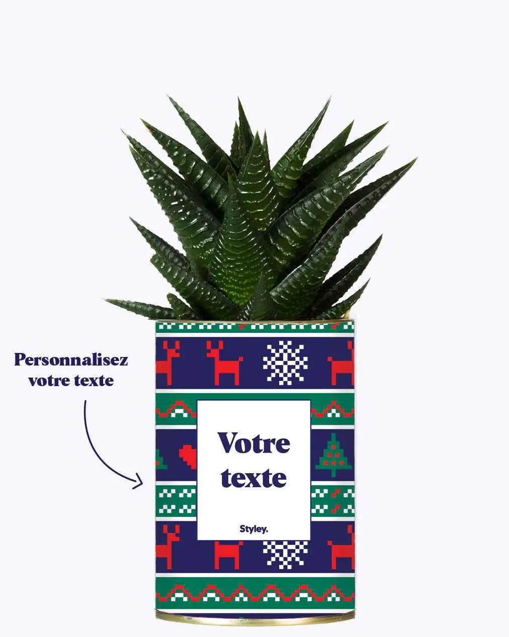 Plante de Noël Personnalisable - Plante Haworthia varié