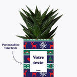 Plante de Noël Personnalisable - Plante Haworthia varié