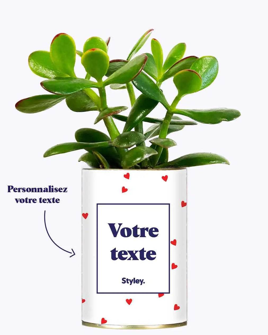 Plante Coup de foudre personnalisable - Plante Haworthia varié