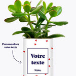 Plante Coup de foudre personnalisable - Plante Haworthia varié