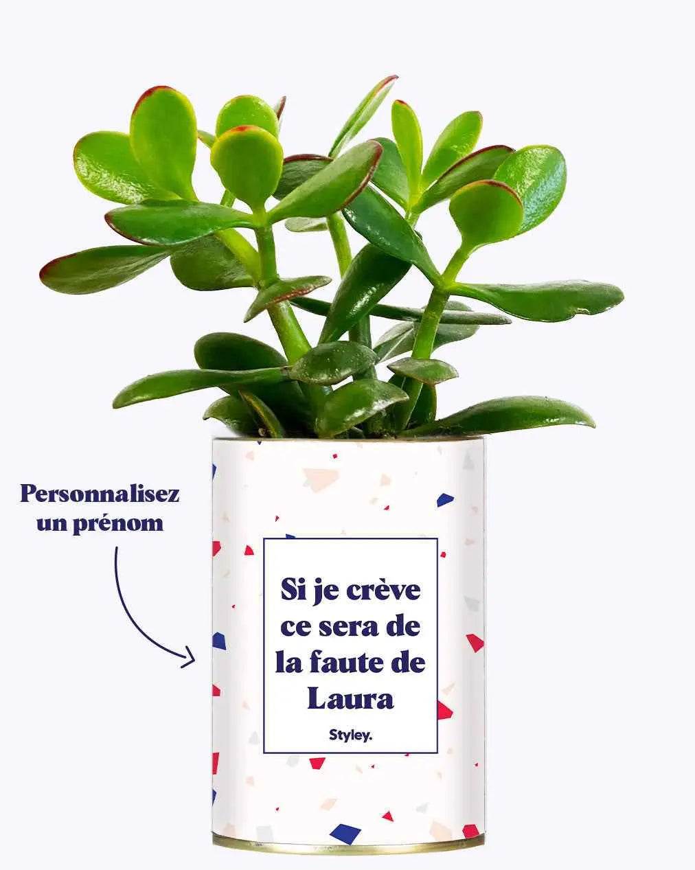Si je crève personnalisable - Plante Crassula varié