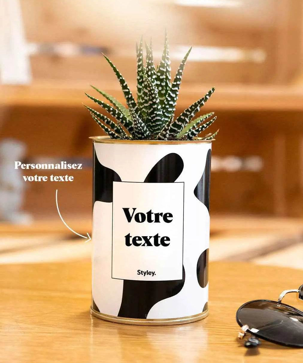Cactus vache - Plante Personnalisable Haworthia varié