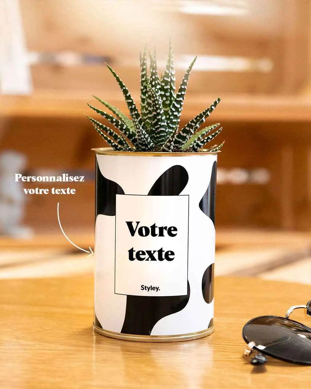 Cactus vache - Plante Personnalisable Haworthia varié
