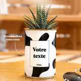 Cactus vache - Plante Personnalisable Haworthia varié