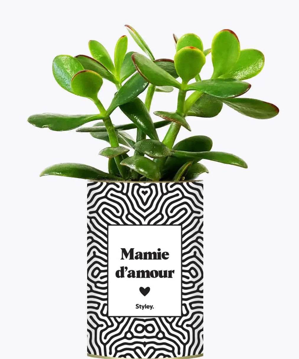 Mamie d'amour - Plante Crassula varié