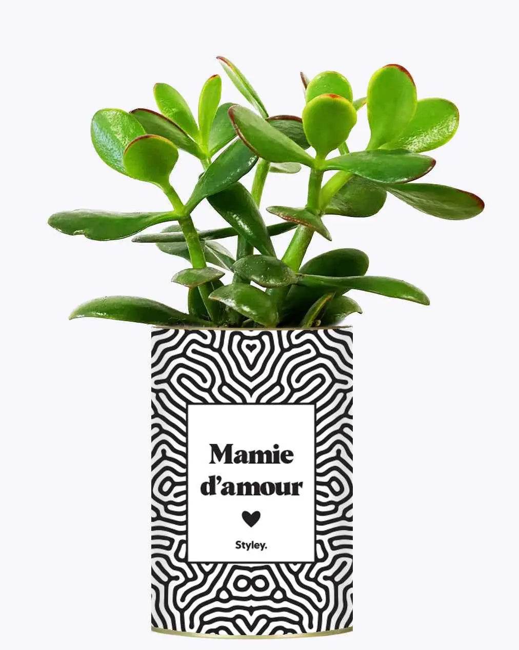 Mamie d'amour - Plante Crassula varié