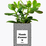Mamie d'amour - Plante Crassula varié