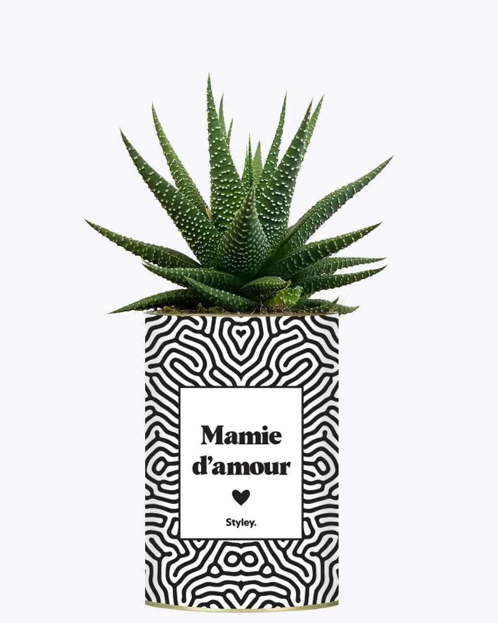 Mamie d'amour - Plante