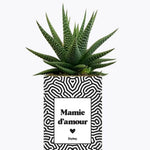 Mamie d'amour - Plante