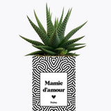 Mamie d'amour - Plante