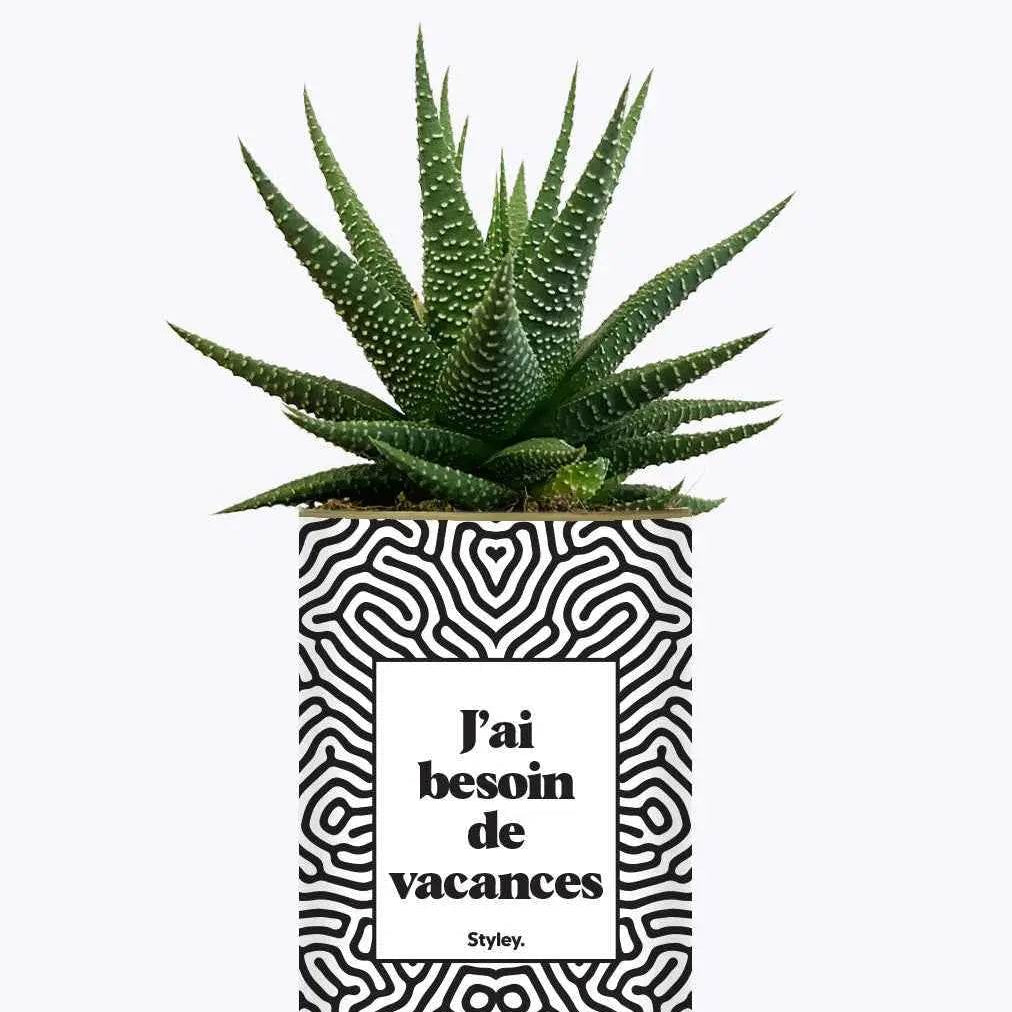 J'ai besoin de vacances - Plante Haworthia varié
