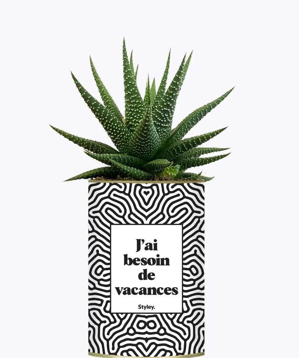 J'ai besoin de vacances - Plante Haworthia varié