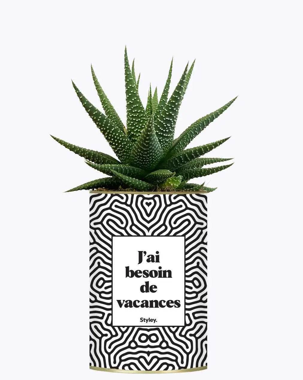 J'ai besoin de vacances - Plante Haworthia varié