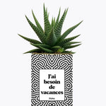 J'ai besoin de vacances - Plante Haworthia varié