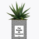J'ai besoin de vacances - Plante Haworthia varié