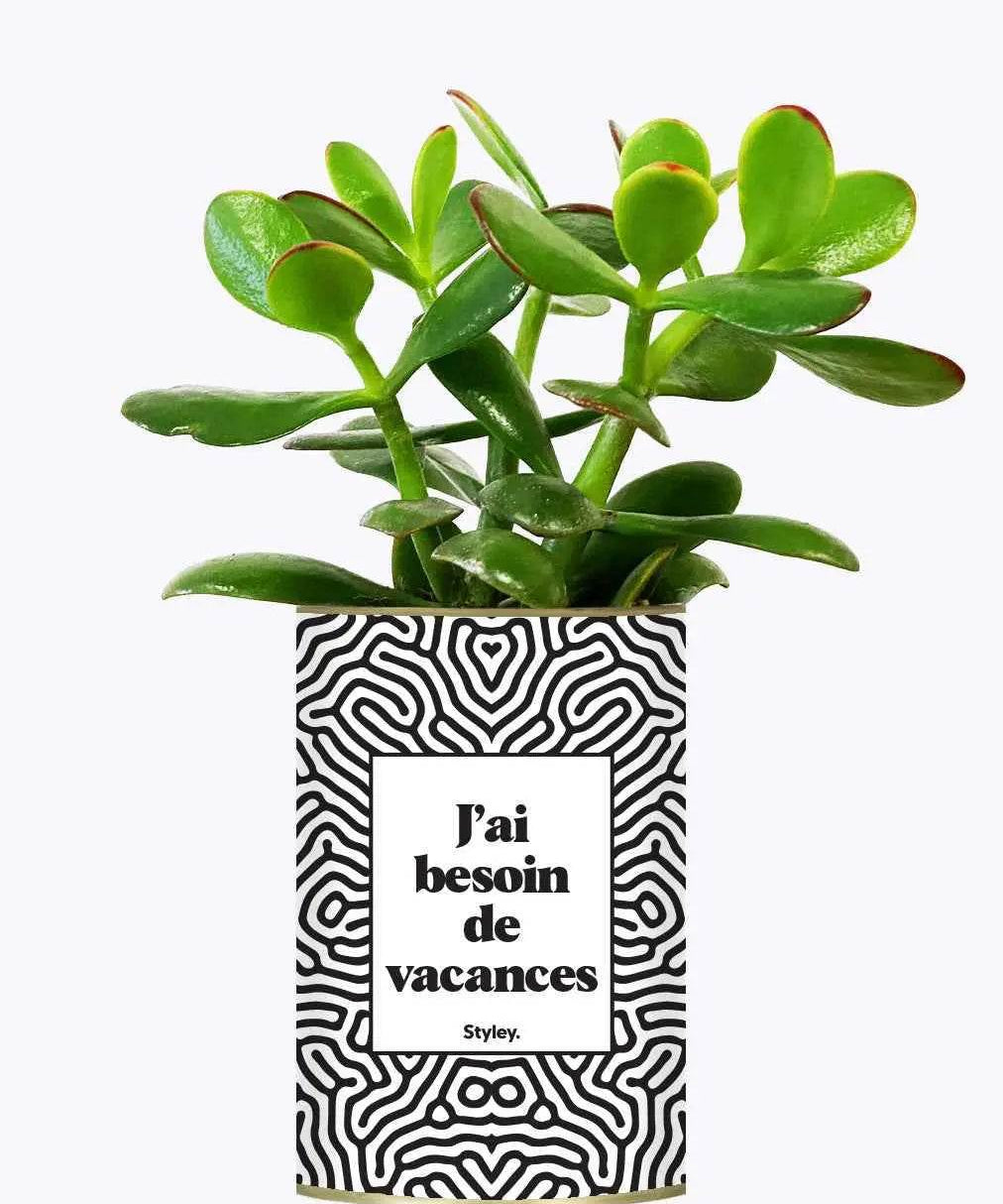 J'ai besoin de vacances - Plante Crassula varié