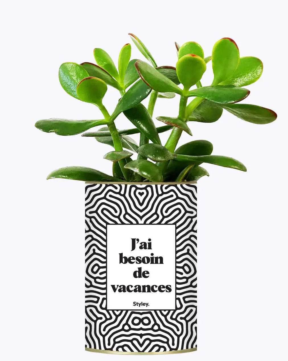 J'ai besoin de vacances - Plante Crassula varié