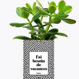 J'ai besoin de vacances - Plante Crassula varié