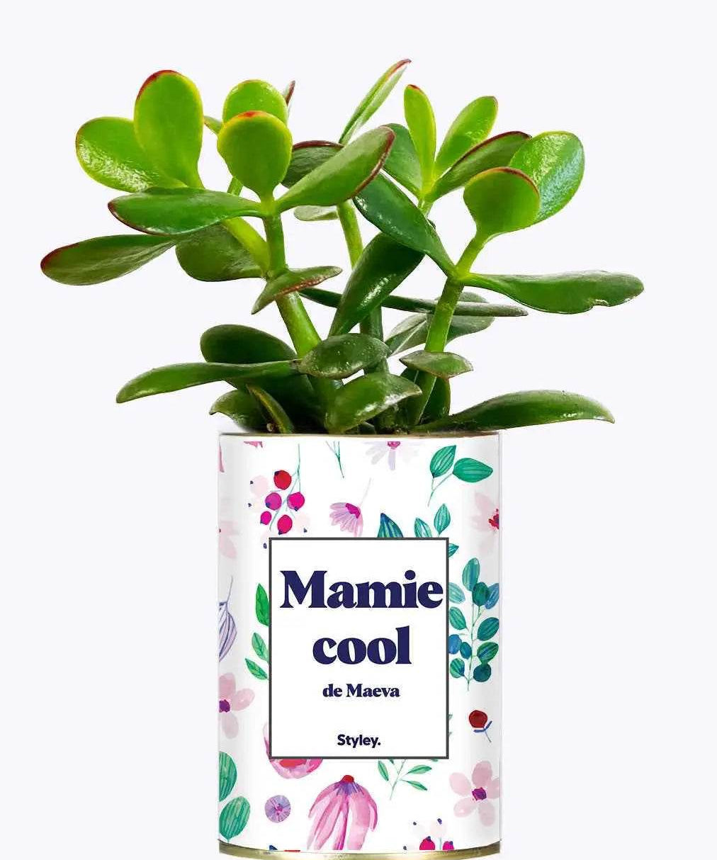 Mamie cool personnalisable - Plante Crassula varié